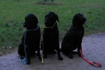 Wandeling Zoey